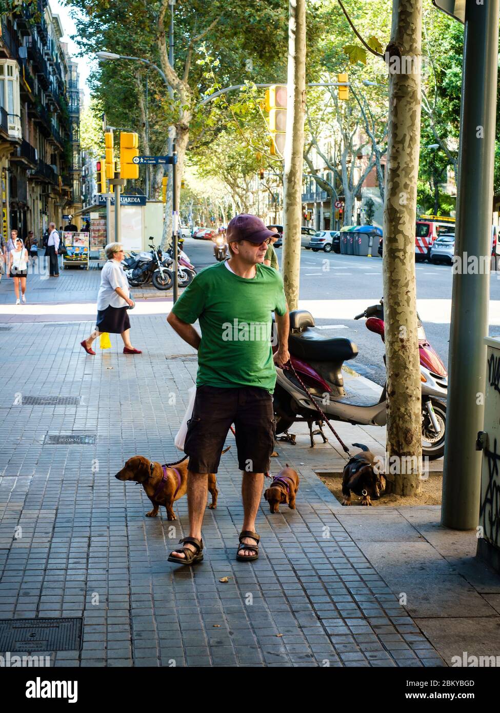 Man walking three dachshunds on the streets of Barcelona. Stock Photo
