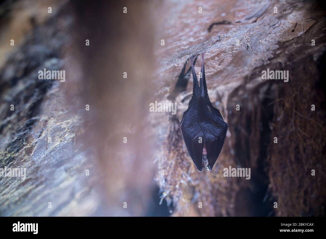 Close up small lesser horseshoe bat covered by wings, hanging upside down on top of by roots growth arched cellar while hibernating. Creative wildlife Stock Photo