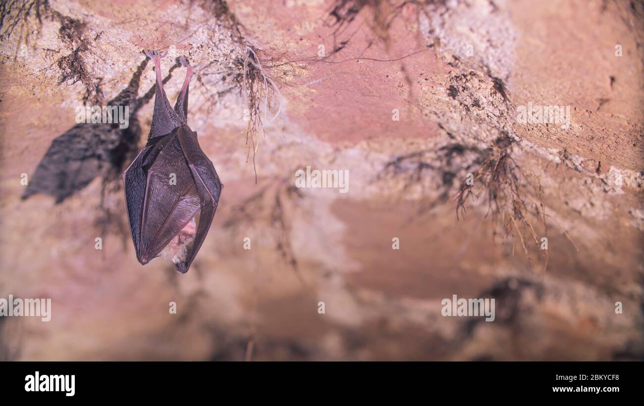 Close up small lesser horseshoe bat covered by wings, hanging upside down on top of by roots growth arched cellar while hibernating. Creative wildlife Stock Photo