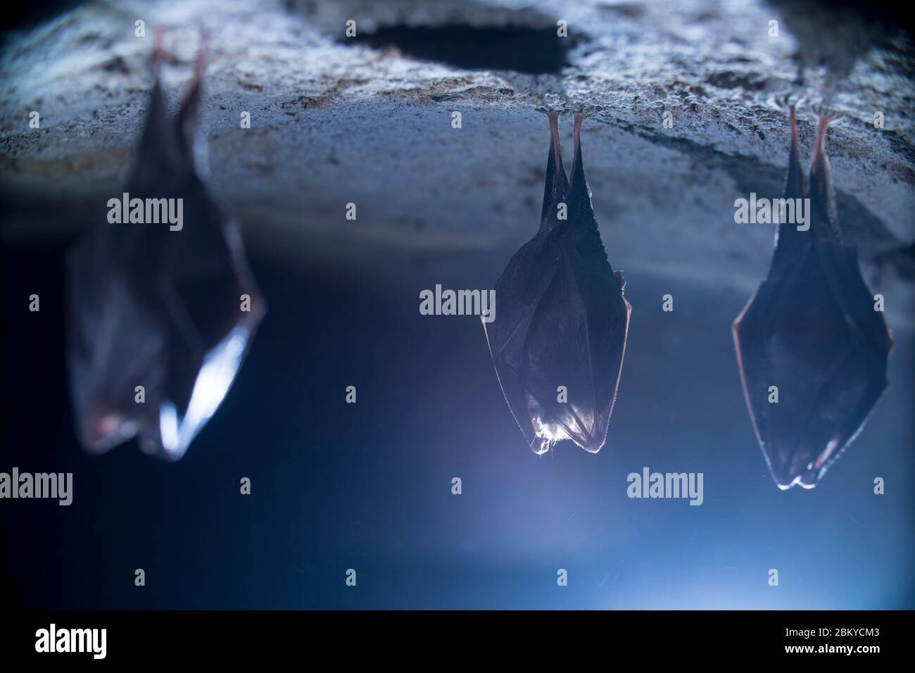 Close up group of small sleeping horseshoe bat covered by wings ...