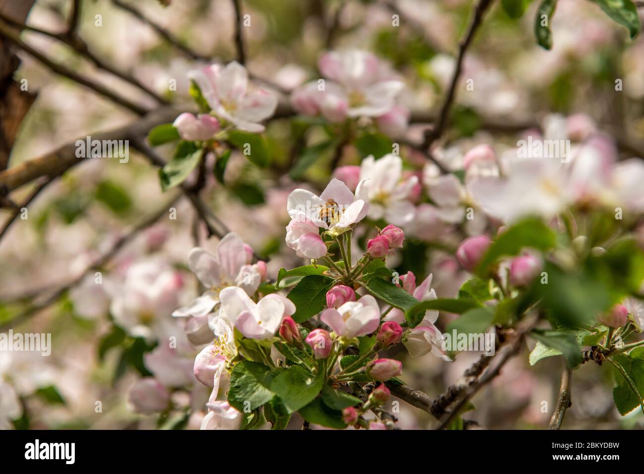 Honeybee gathering pollen in apple tree Stock Photo - Alamy