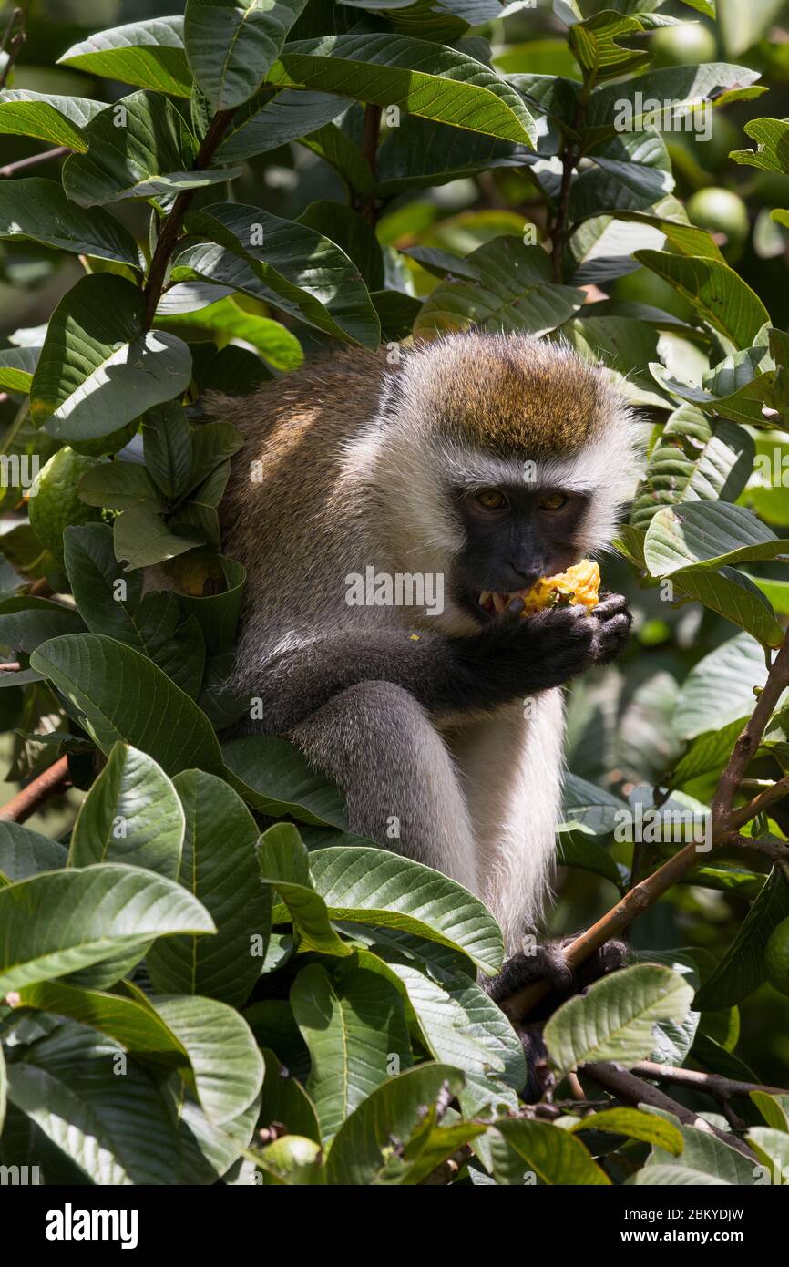 A male vervet monkey, in a guava tree eating a guava, Karen, Nairobi, Kenya.  5 May 2020 Stock Photo