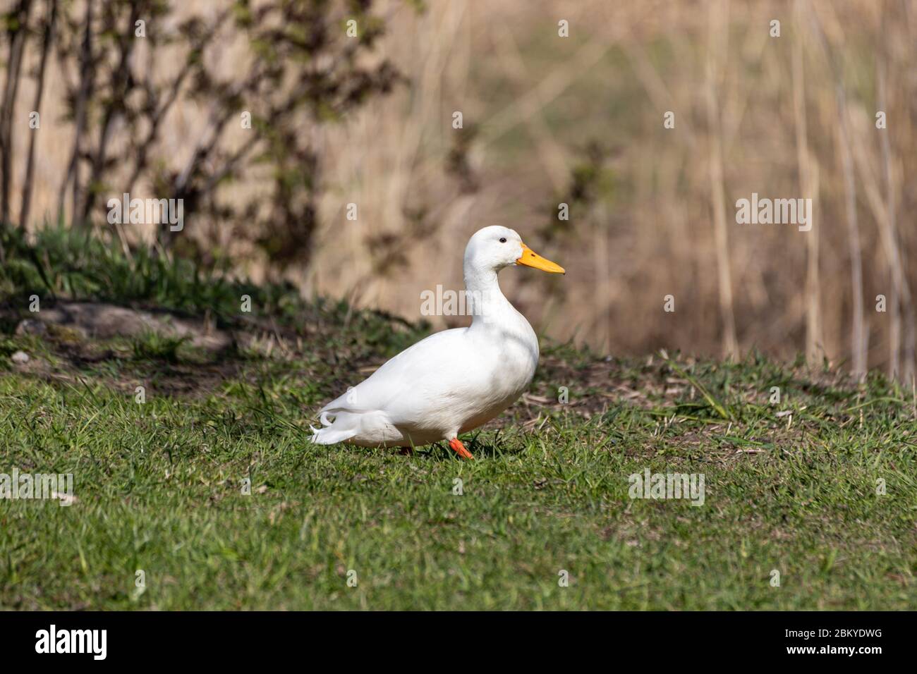 White drake or male mallard duck, a well-known resident of Töölönlahti Bay in Helsinki, Finland Stock Photo
