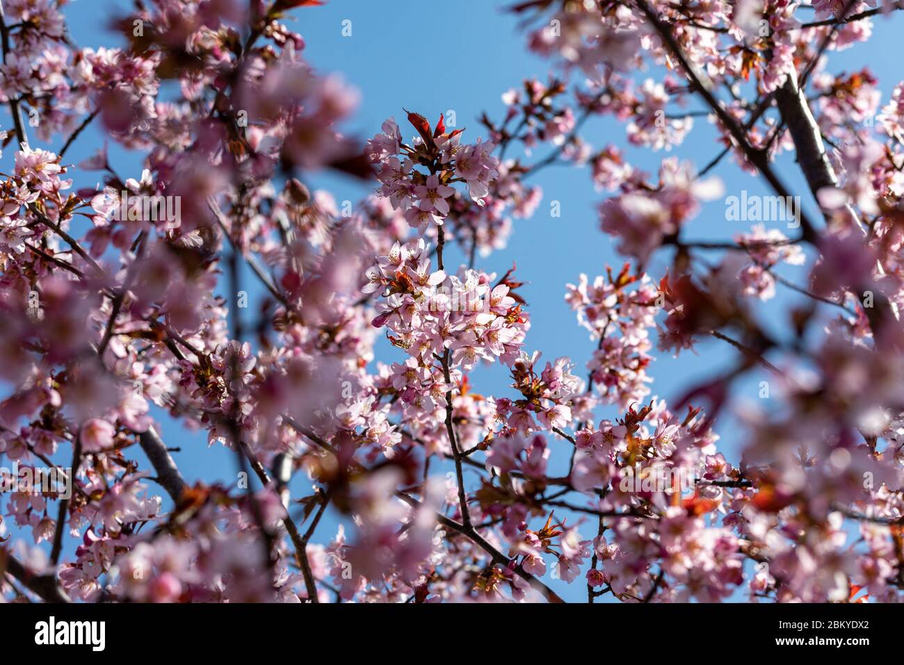 Pink cherry blossoms against clear blue sky. Selective focus. Stock Photo