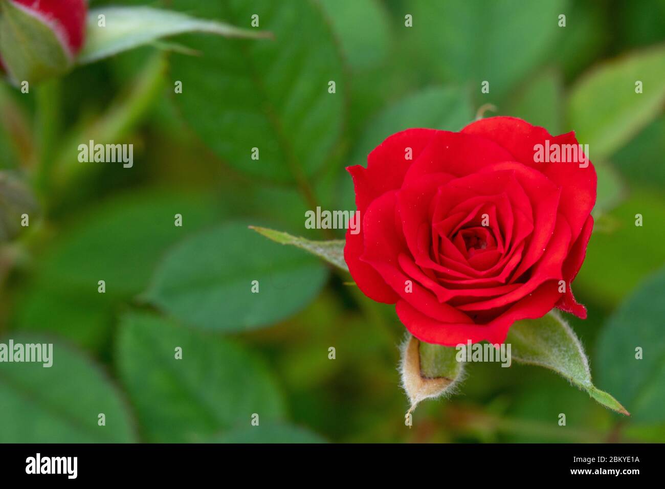 Beautiful pink rose in a garden (rose Stock Photo - Alamy