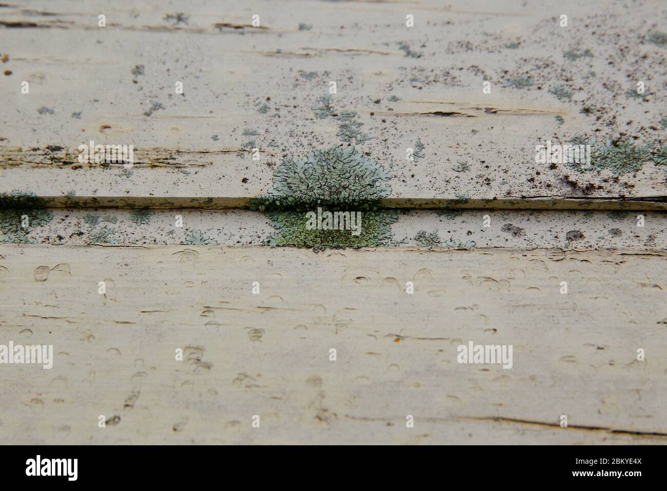 Lichen (Lecanora muralis) growing on weathered timber. Stock Photo