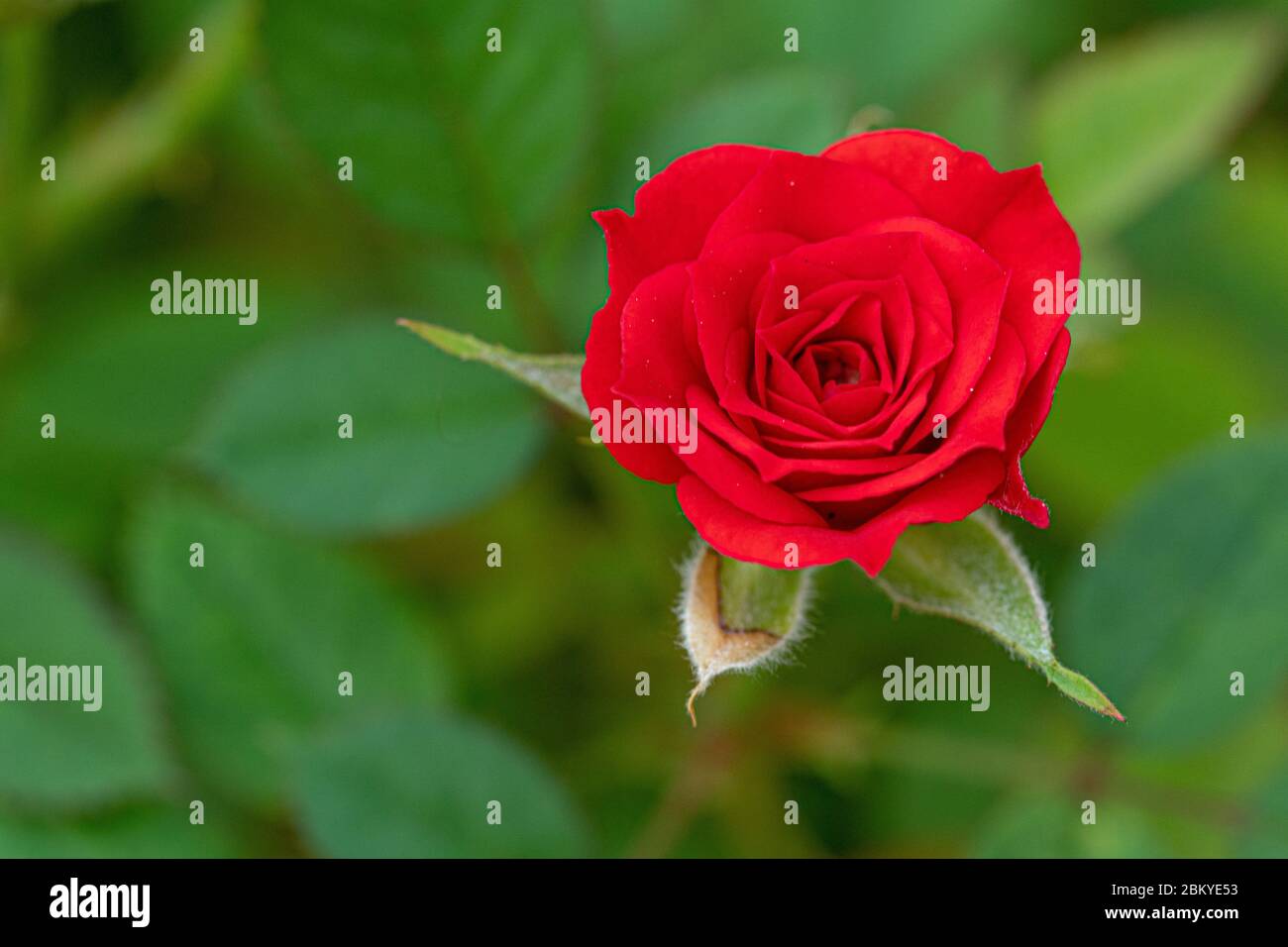 Beautiful pink rose in a garden (rose Stock Photo - Alamy