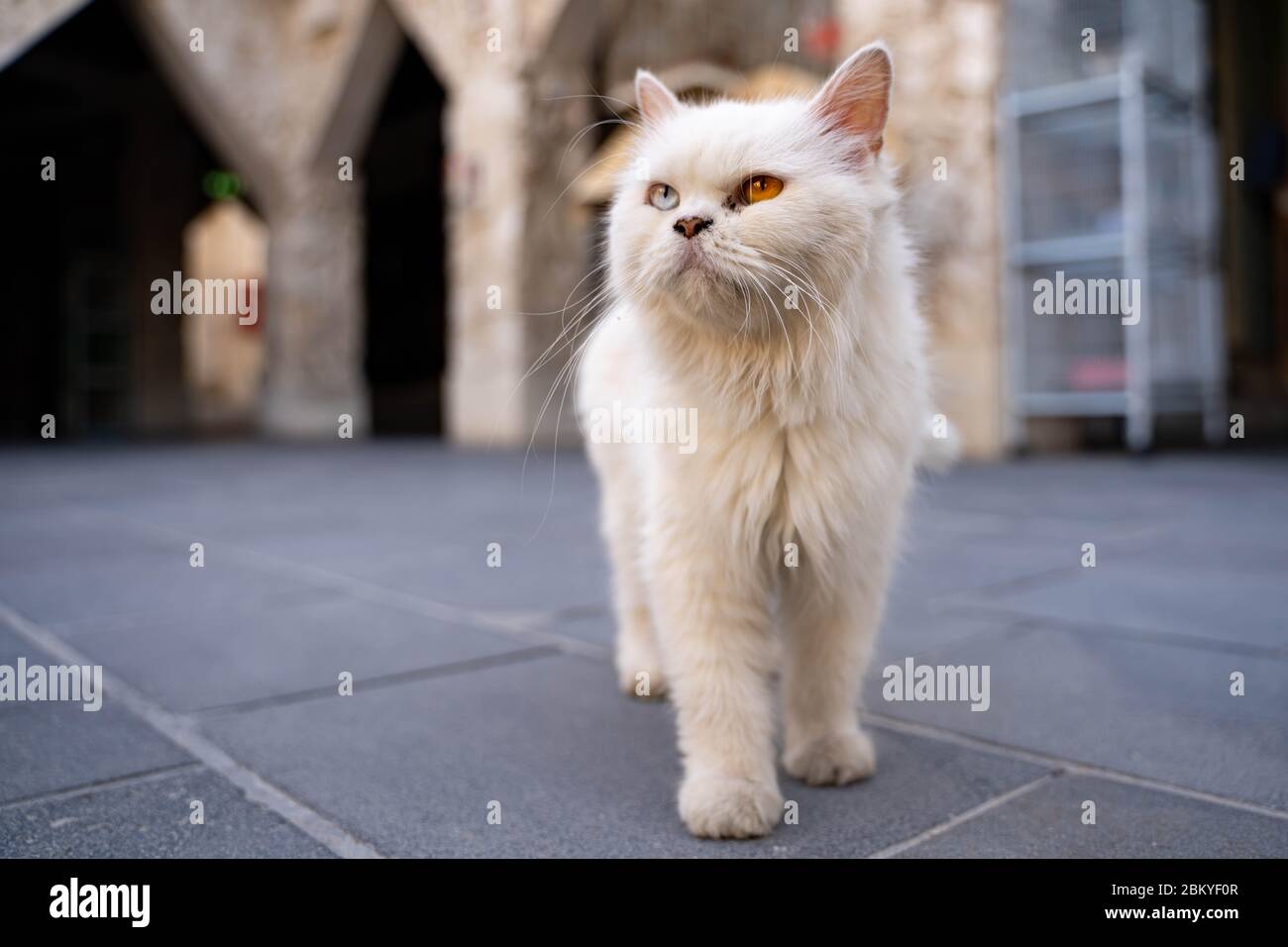 Cat with heterochromia iridis Stock Photo