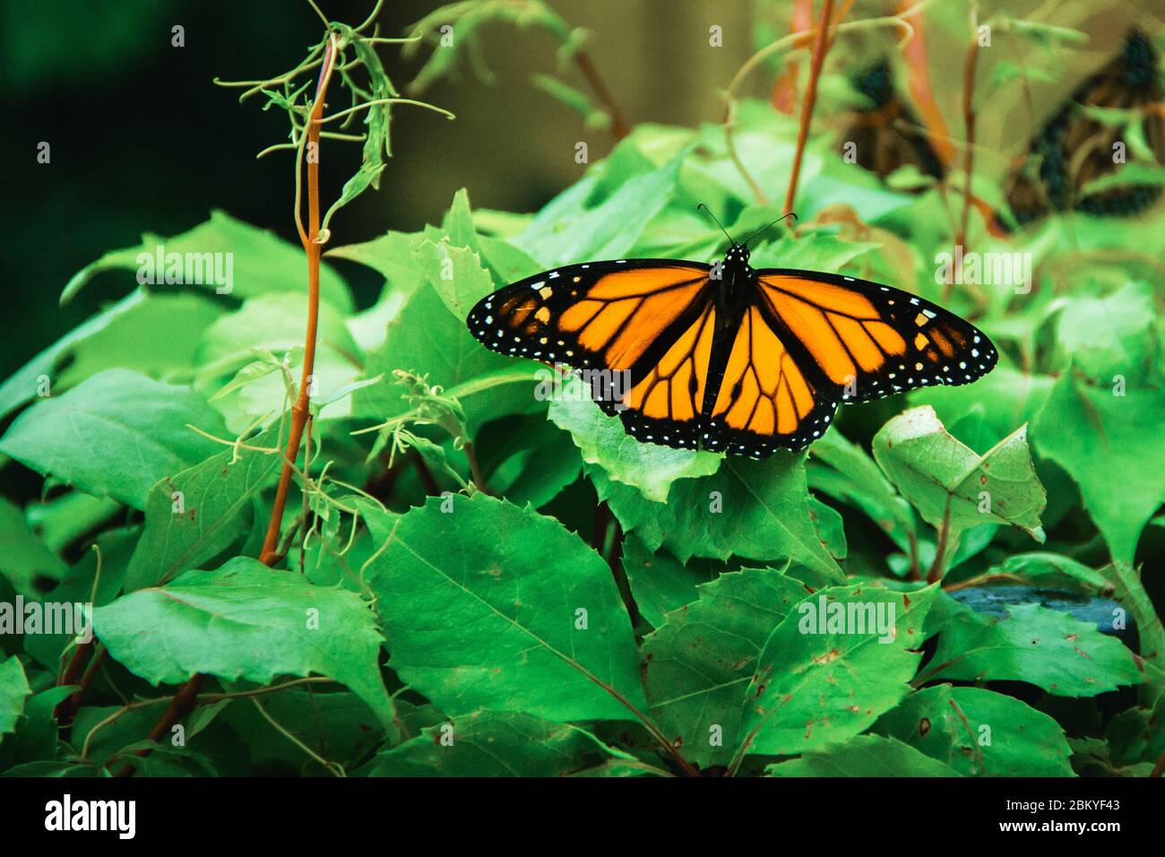 Monarch Butterfly in Michoacan Mexico mexican monarca Stock Photo Alamy