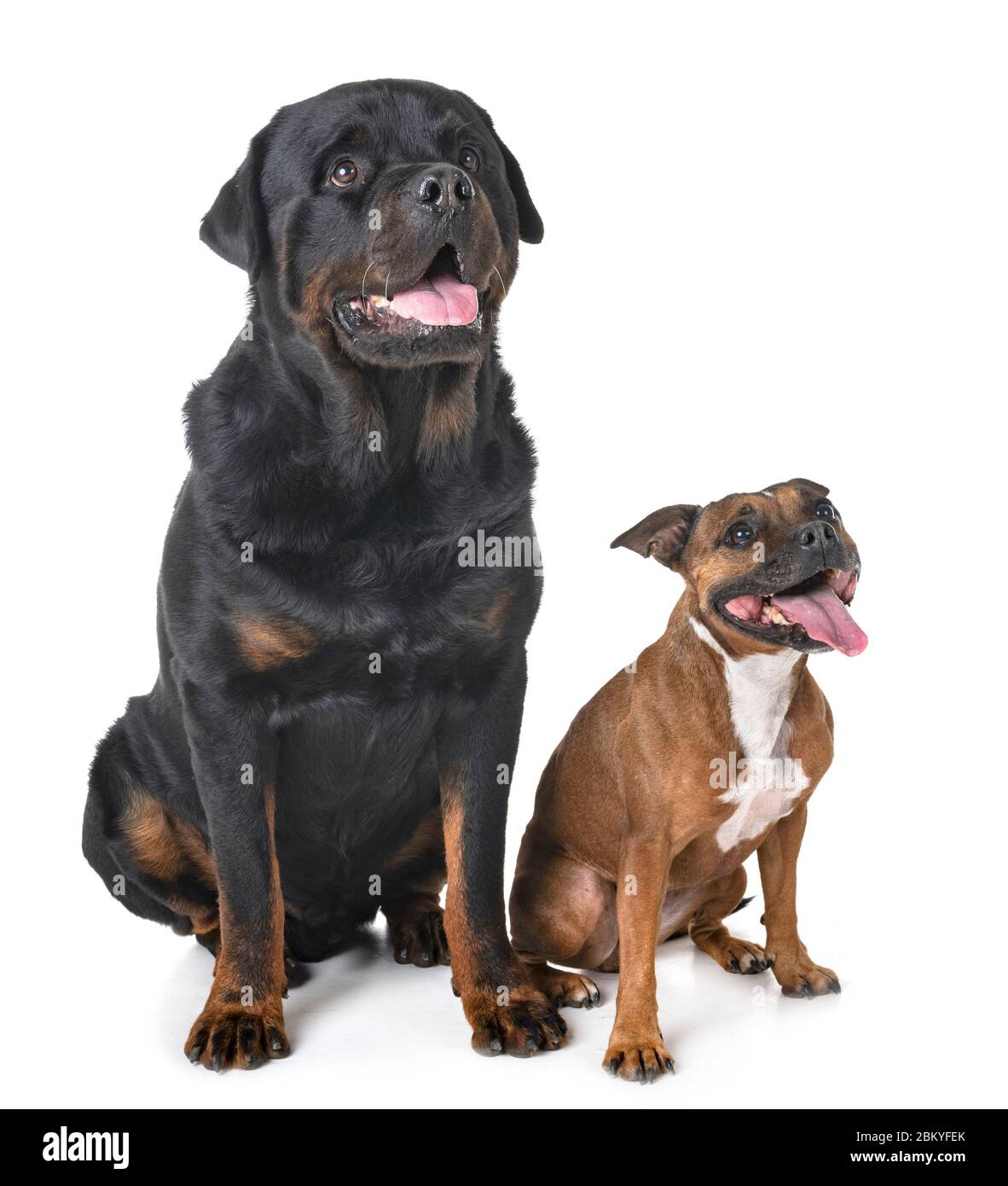 staffordshire bull terrier and rottweiler in front of white background Stock Photo Alamy