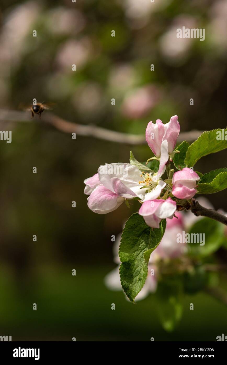 Honey bee in flight to pink apple blossoms Stock Photo - Alamy