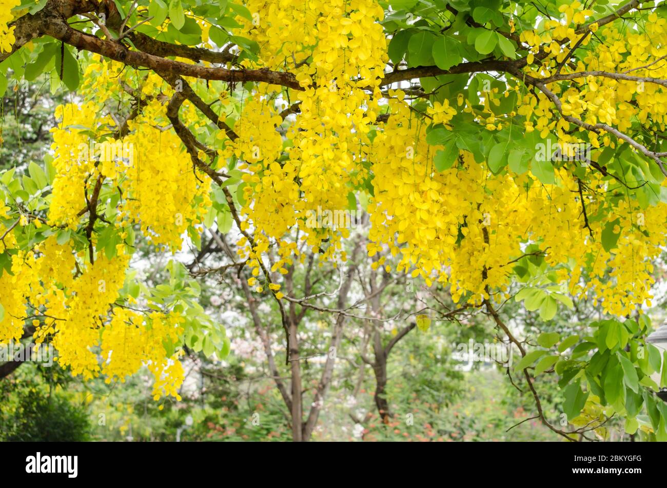 Cassia fistula is plant of thailand and its flower is Thailand's national flower. Stock Photo