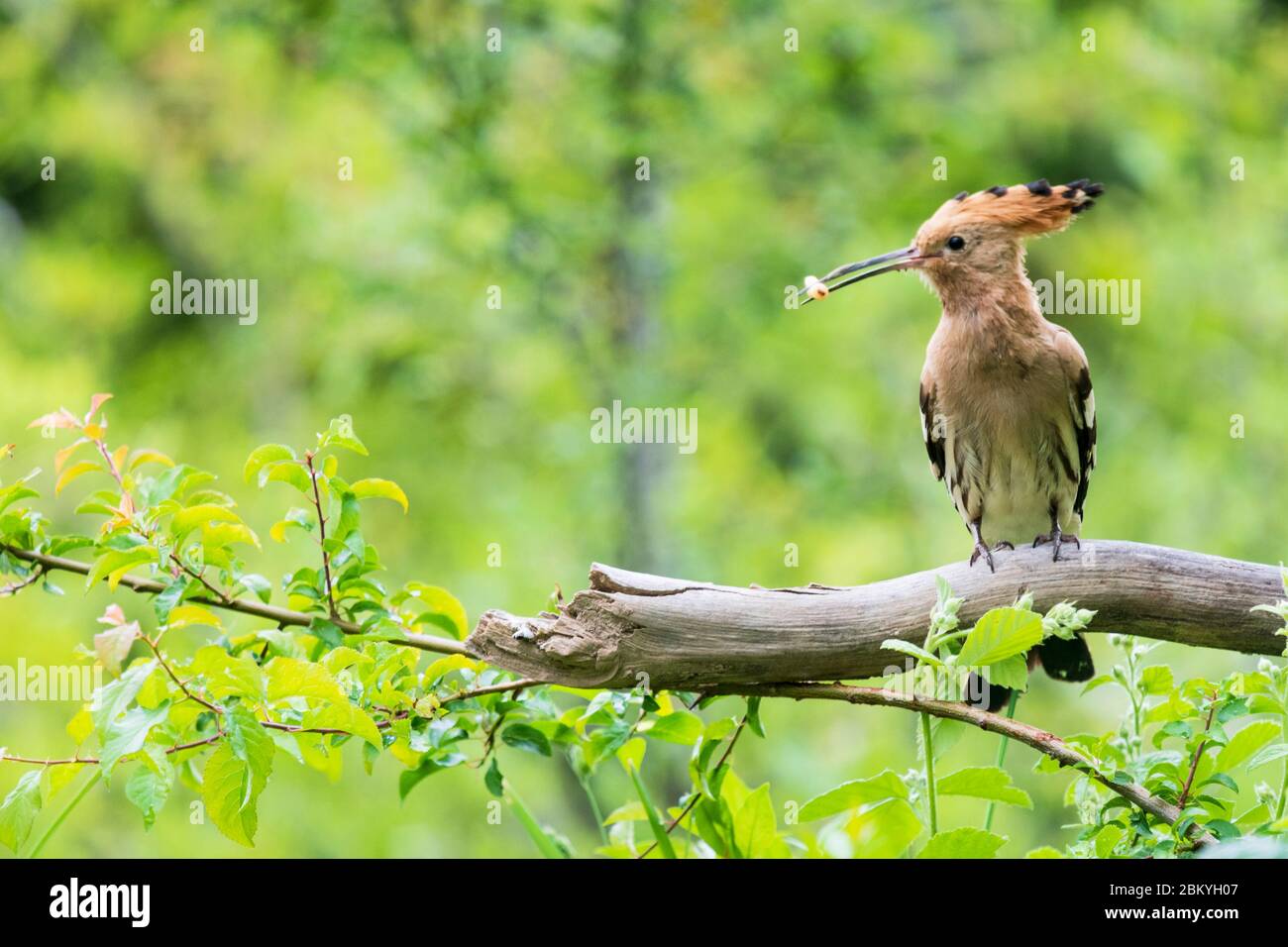 A hoopoe bird with food in its bill Stock Photo Alamy