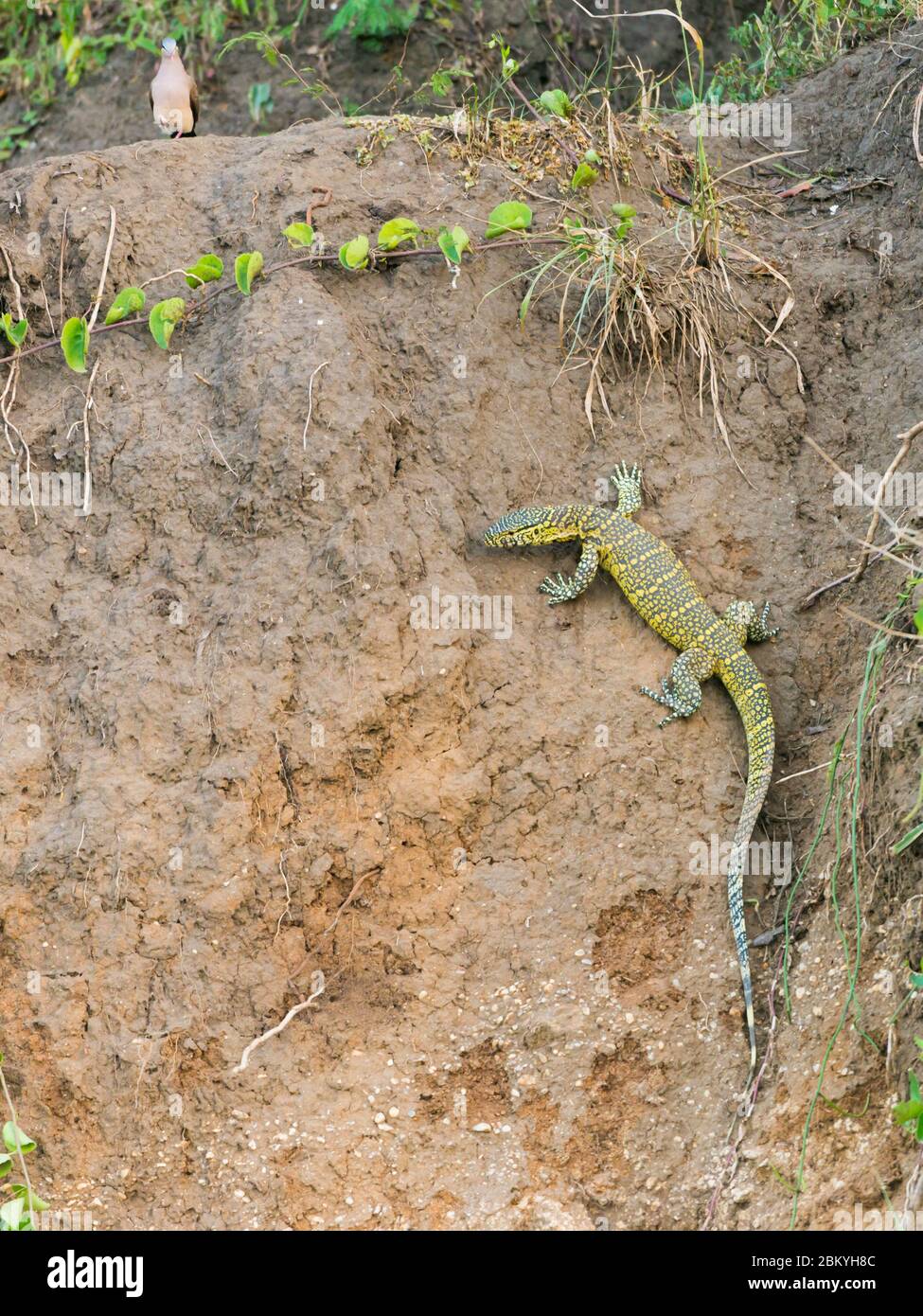 Nile monitor, Varanus niloticus, Monitor Lizard, Queen Elizabeth National Park, Uganda Stock Photo