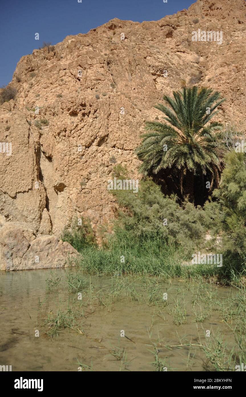 Chebika oasis in southern Tunisia. High temperatures in the desert and ...