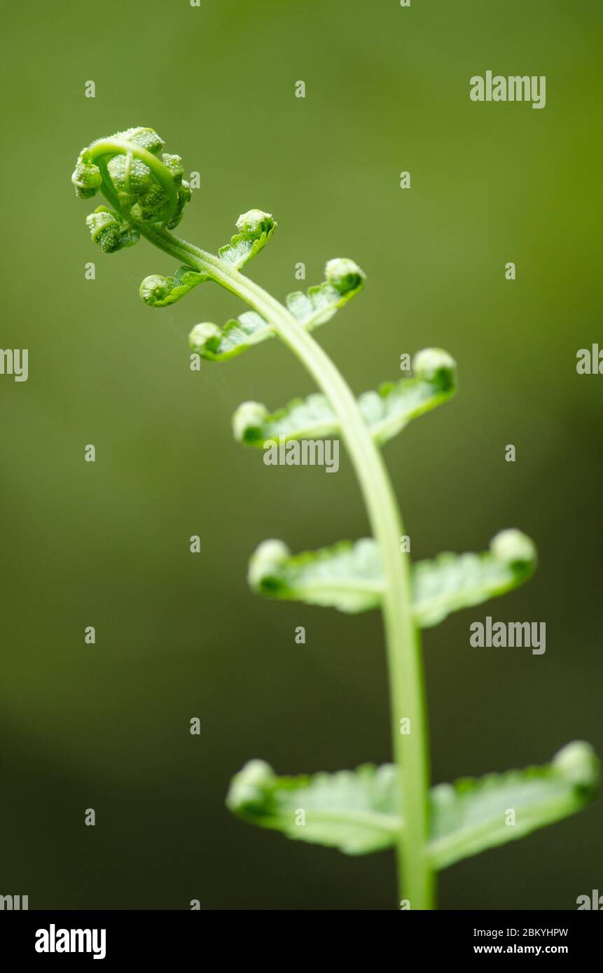 green fern and green backgroud Stock Photo