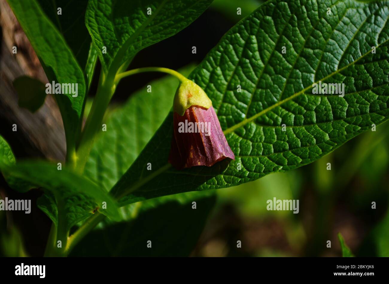 Deadly Nightshade - Atropa belladonna Poisonous Plant Stock Photo