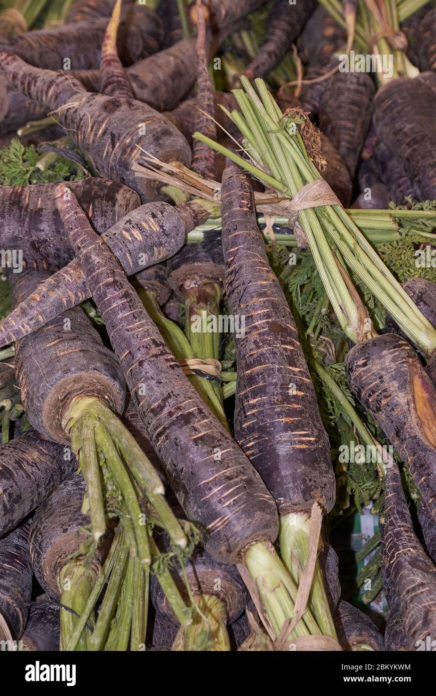 carrot dwells in Cuevas Bajas, Malaga province, Andalusia. Spain Stock Photo