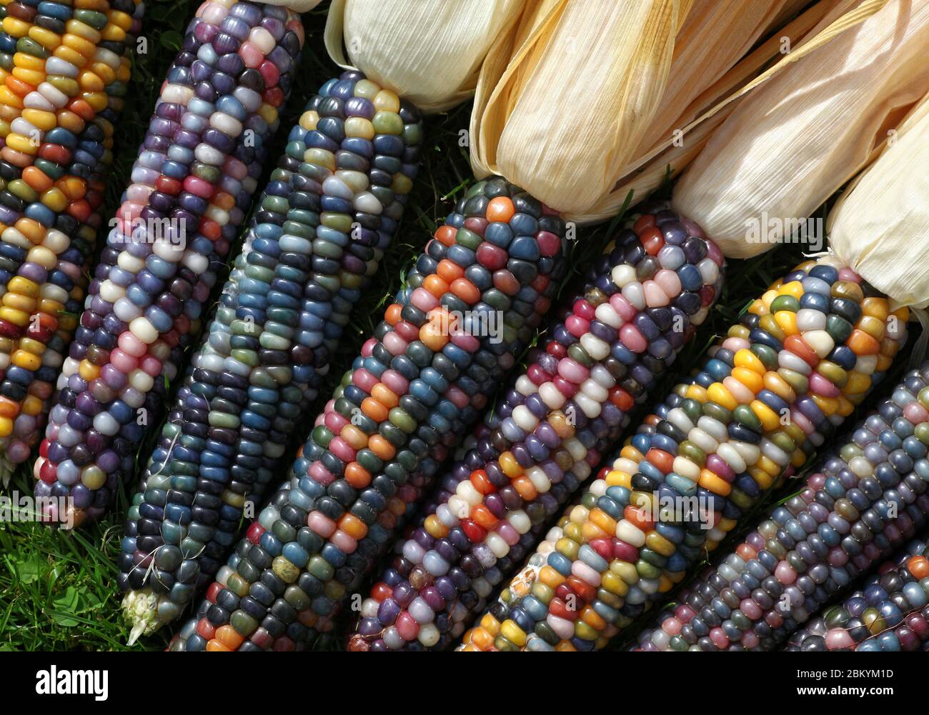 Rainbow corn, a photomanipulated conceptual image Stock Photo - Alamy