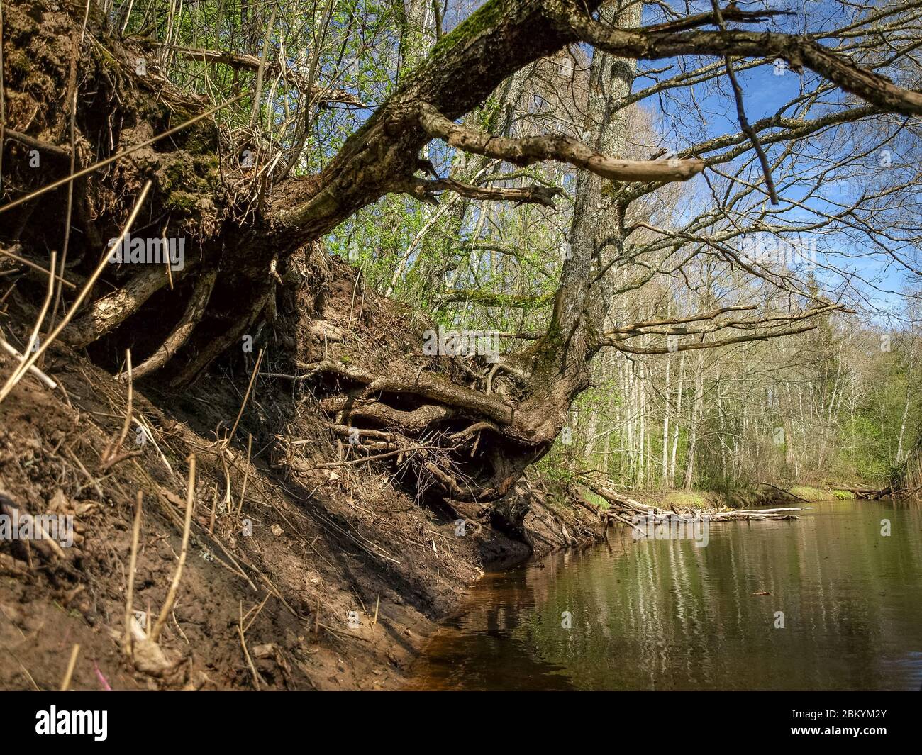 landscape with river bank, tree roots on the trunk of the river bank, spring landscape Stock Photo