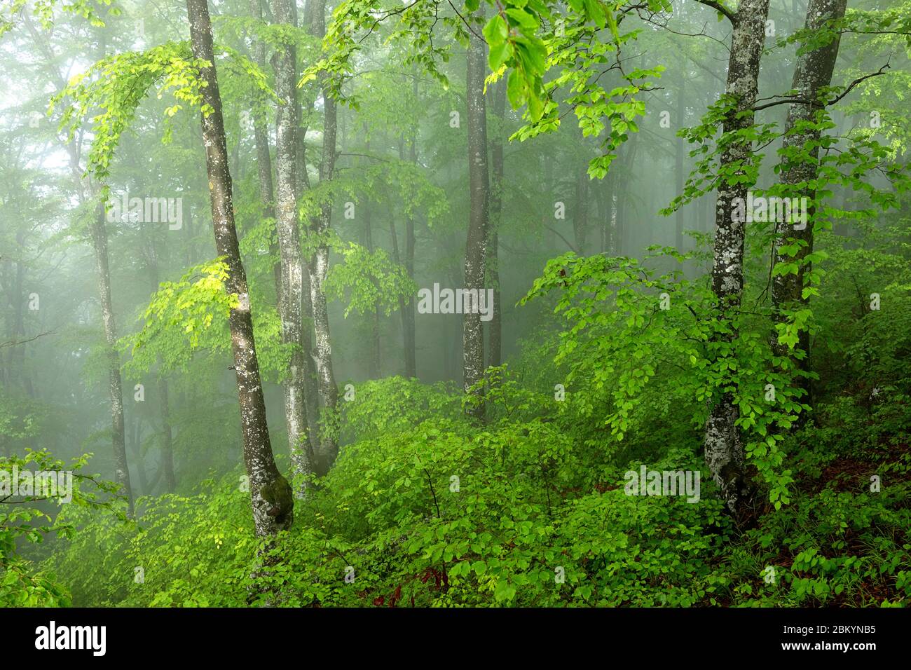 Mysterious Forest With Fog In The Morning Stock Photo Alamy