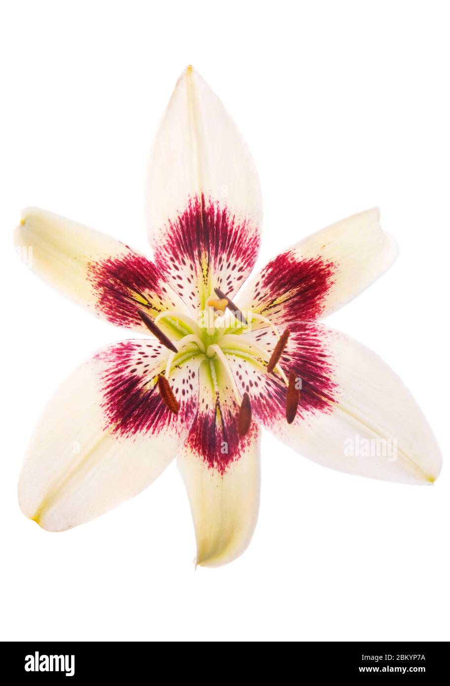 Beautiful White-red luxury lily flower head isolated on white background. Studio shot. Stock Photo