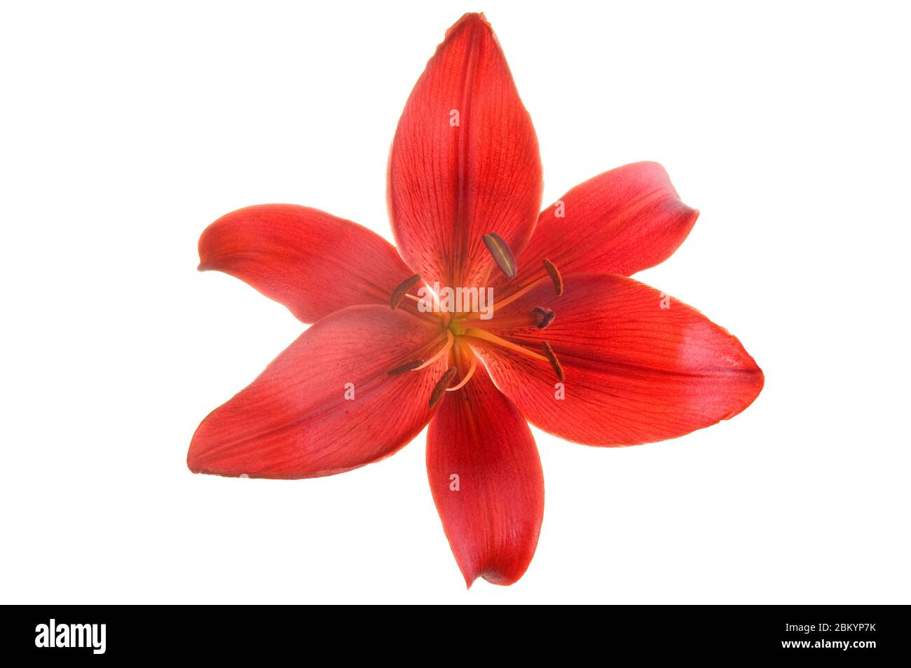 Beautiful Red luxury lily flower head isolated on white background. Studio shot. Stock Photo