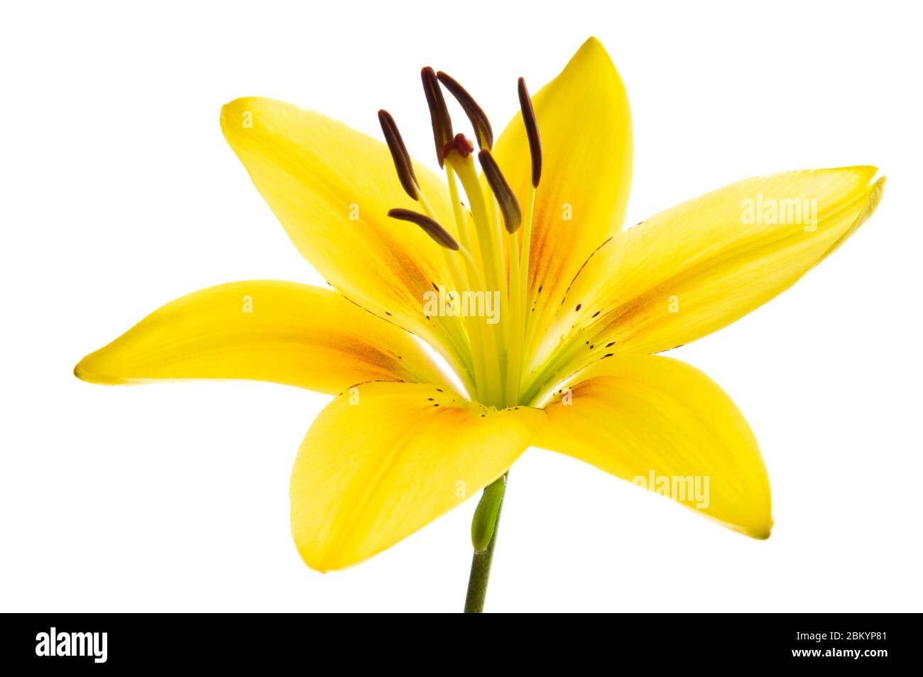 Yellow flowers long stem hires stock photography and images Alamy