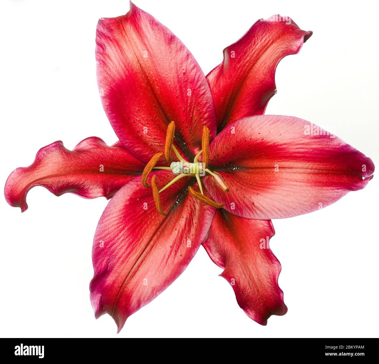 Exotic Red luxury tropical lily flower head isolated on white background. Studio shot. Stock Photo