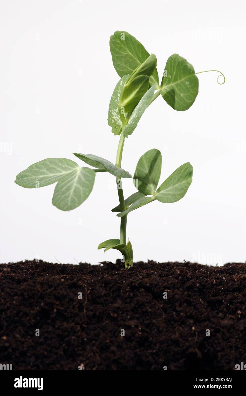 Germination pea sprout in soil Stock Photo
