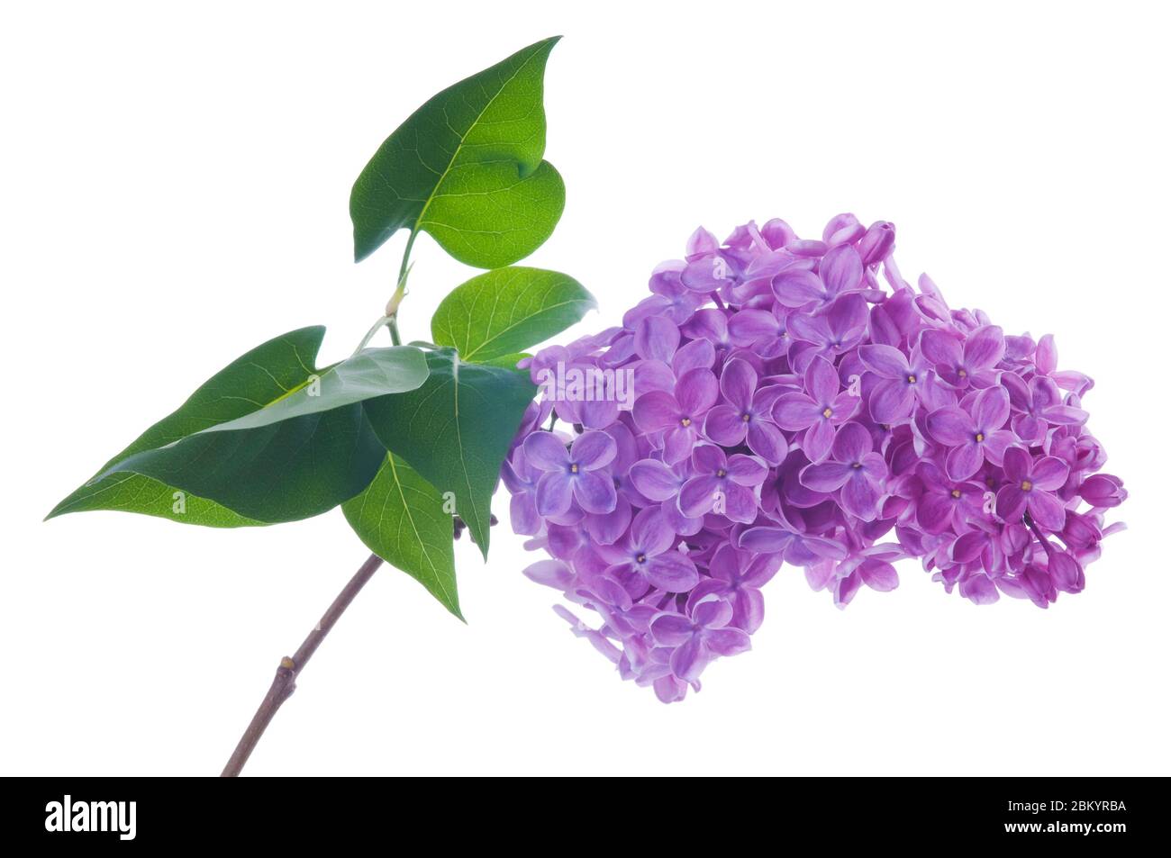 Purple lilac branch on white. Bunch of fresh blooming Violet lilac flowers isolated on white background. Studio shot. Stock Photo