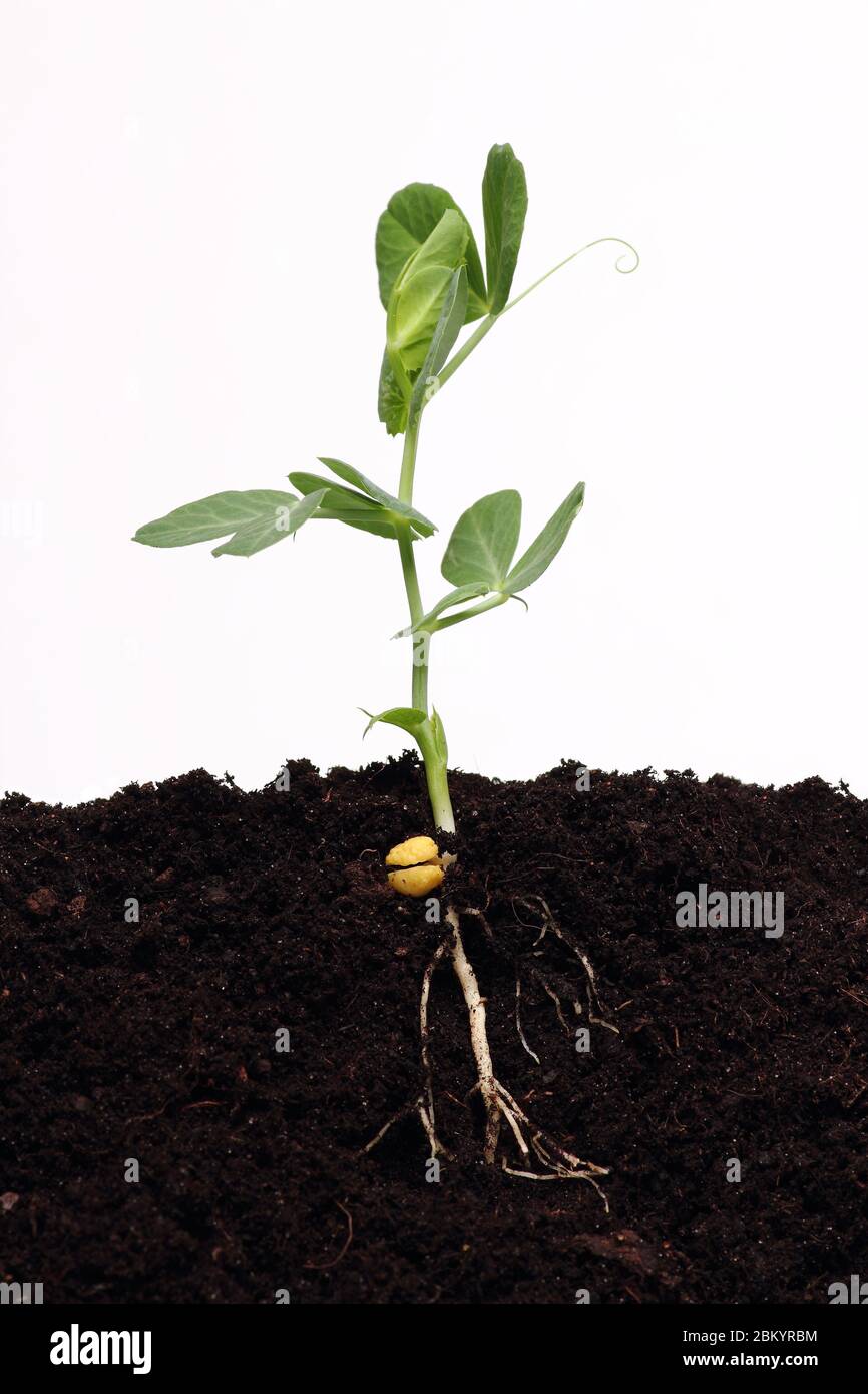 Young pea sprout growing in soil Stock Photo