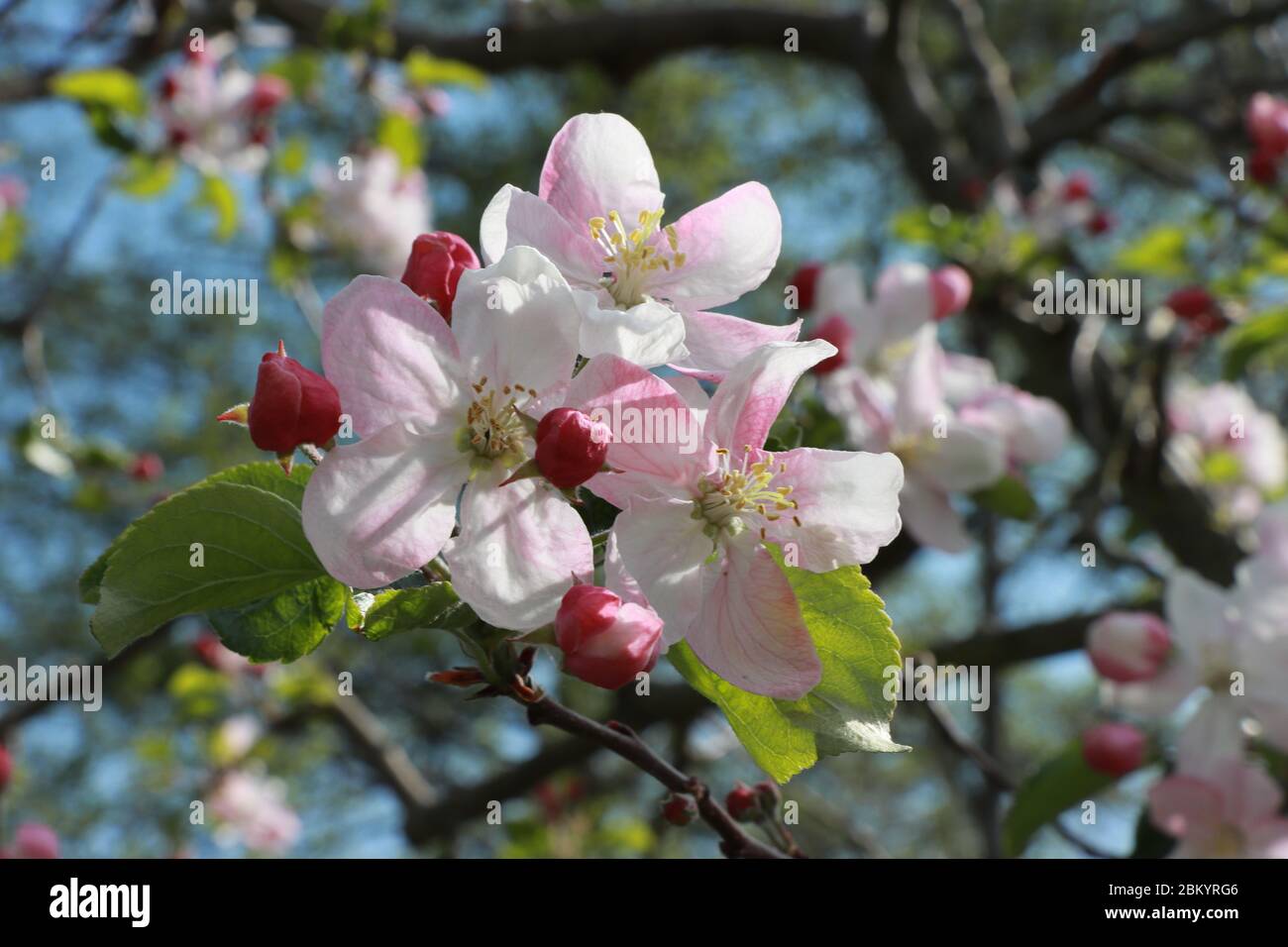 Group of blossoms of an apple tree (Rewena) in spring time. Stock Photo