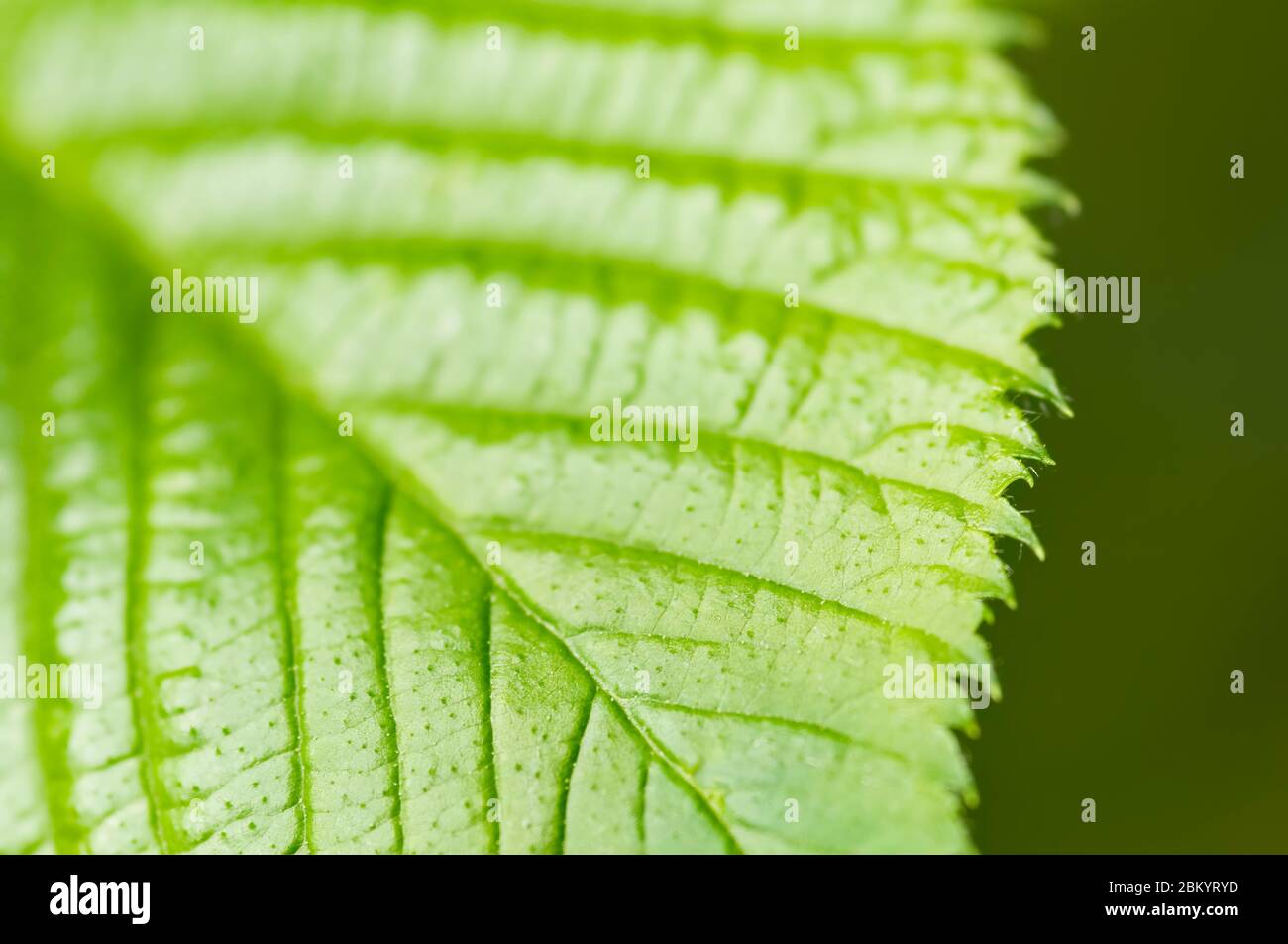 Green leaf of blackberry with detailed surface and visible texture. Close-up. Low depth of field, blurred background. Stock Photo