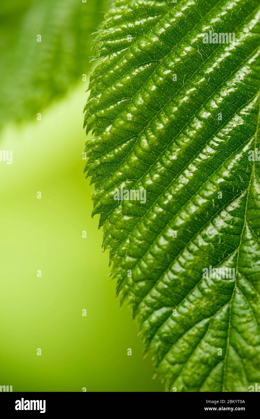 Green leaf of blackberry with detailed surface and visible texture. Close-up. Low depth of field, blurred background. Stock Photo