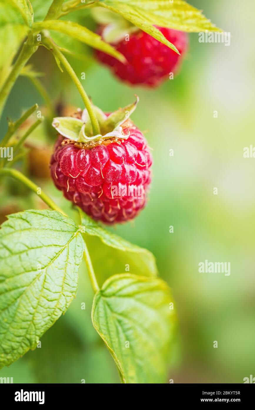 Red Raspberry Looking Fruit From Tree Natural food - fresh red raspberries in a garden. Bunch of ripe ...