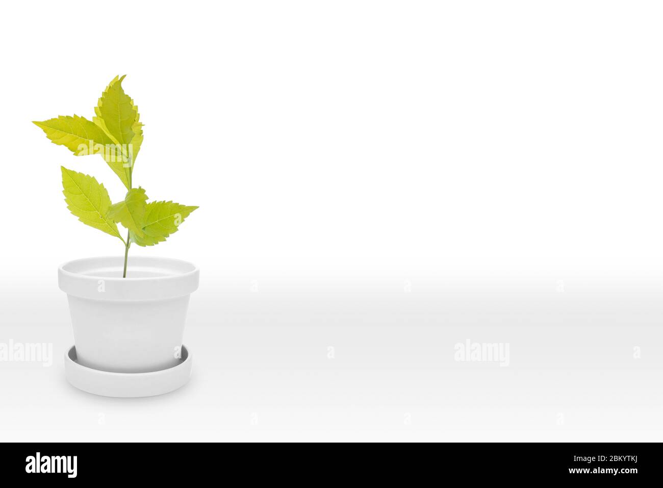Green plant on White Pot (vase), Isolated on White background Stock ...