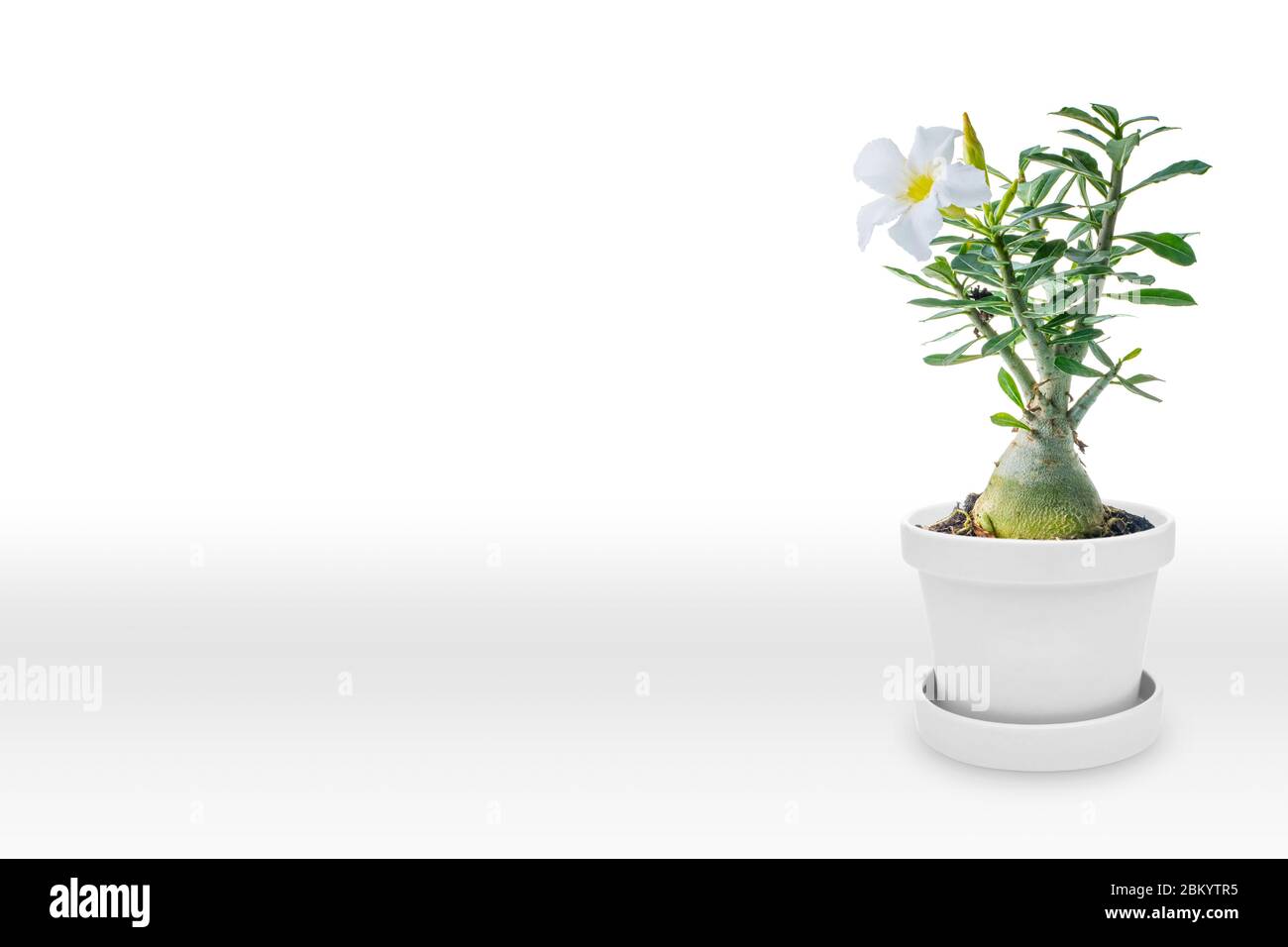 Desert rose on vase isolated on white background Stock Photo - Alamy
