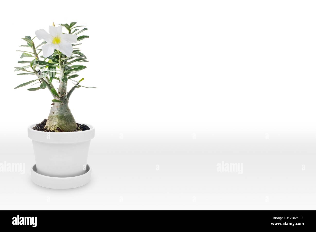 Desert rose on vase isolated on white background Stock Photo - Alamy