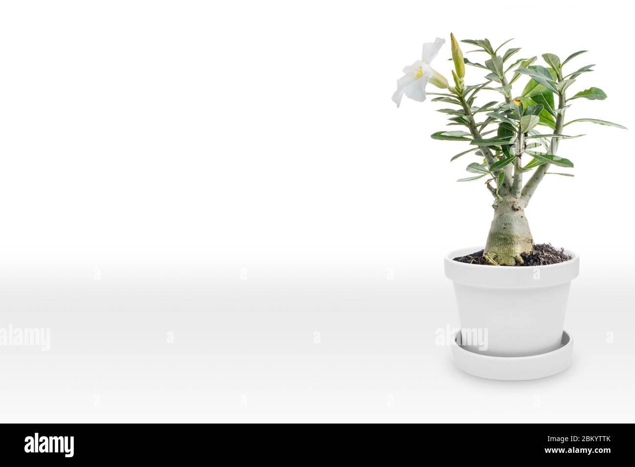 Desert rose on vase isolated on white background Stock Photo - Alamy