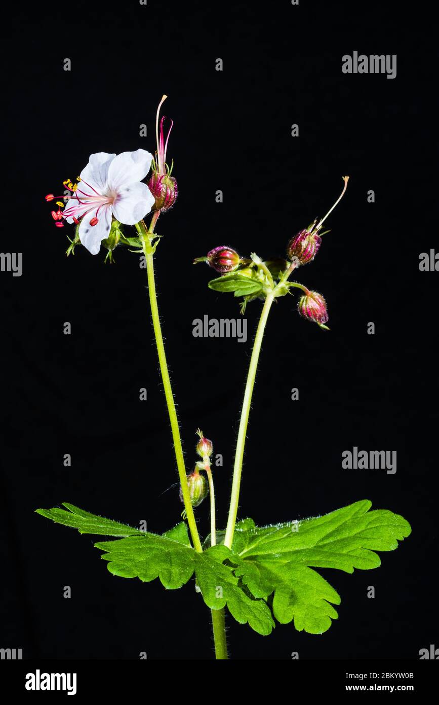 Studio close-up of a Geranium macrorrhizum 'Album' (white flowered rock cranesbill) Stock Photo