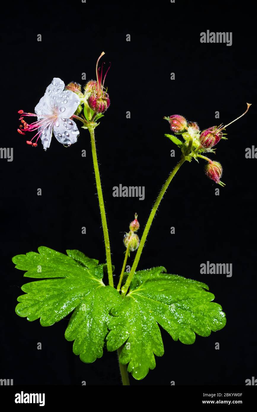 Studio close-up of a Geranium macrorrhizum 'Album' (white flowered rock cranesbill) Stock Photo