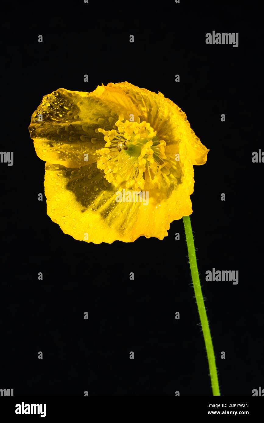 Yellow Welsh Poppy Meconopsis Cambrica Garden Spring Hi res Stock yellow-welsh-poppy-meconopsis-cambrica-garden-spring-hi-res-stock