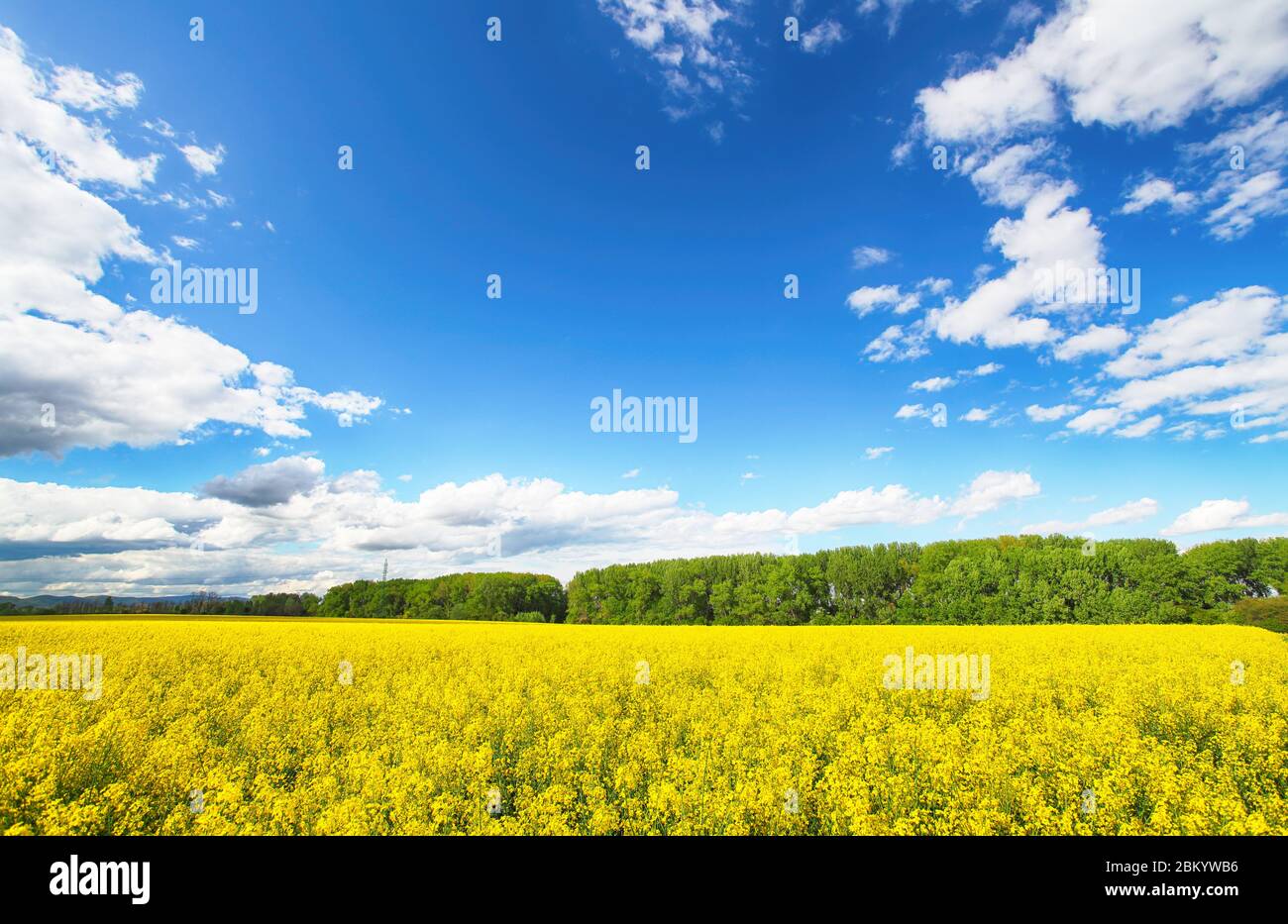 Rape field with blue sky with clouds Stock Photo - Alamy