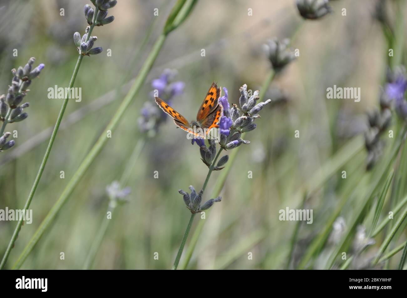 Brown spotty mother of pearl butterfly. Wilderness, botany. Stock Photo