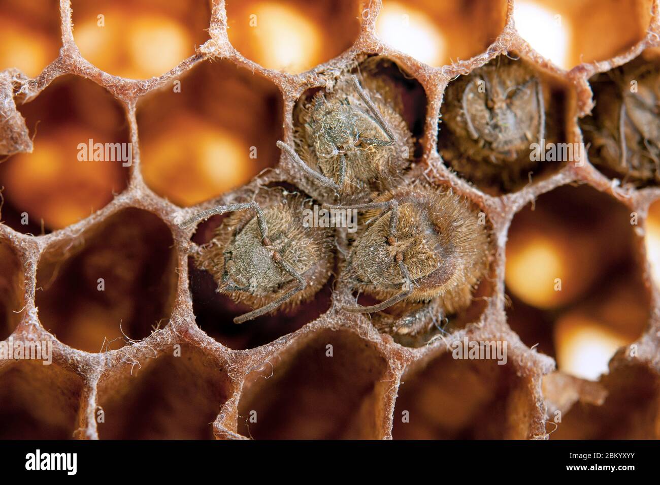 dead bees covered with dust and mites on an empty honeycomb Stock Photo