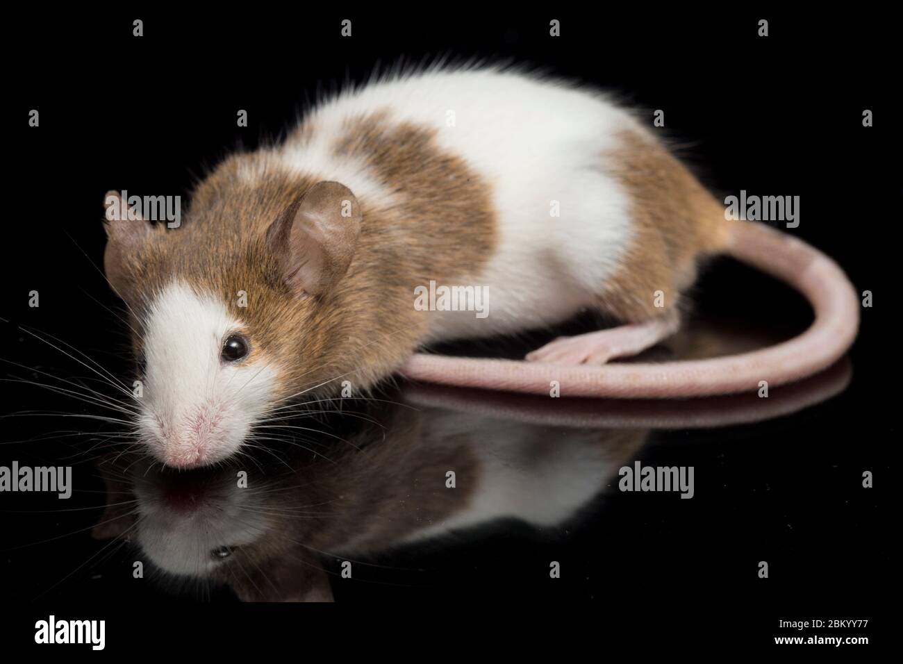 Brown And White Mouse High Resolution Stock Photography And Images Alamy