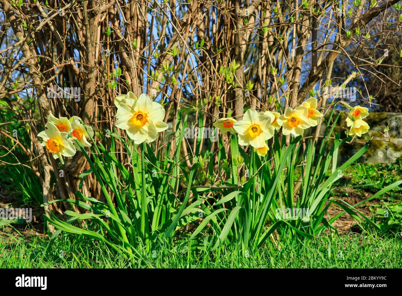 Daffodils, most likely Narcissus x incomparabilis, growing in the garden on a sunny day of spring. Stock Photo