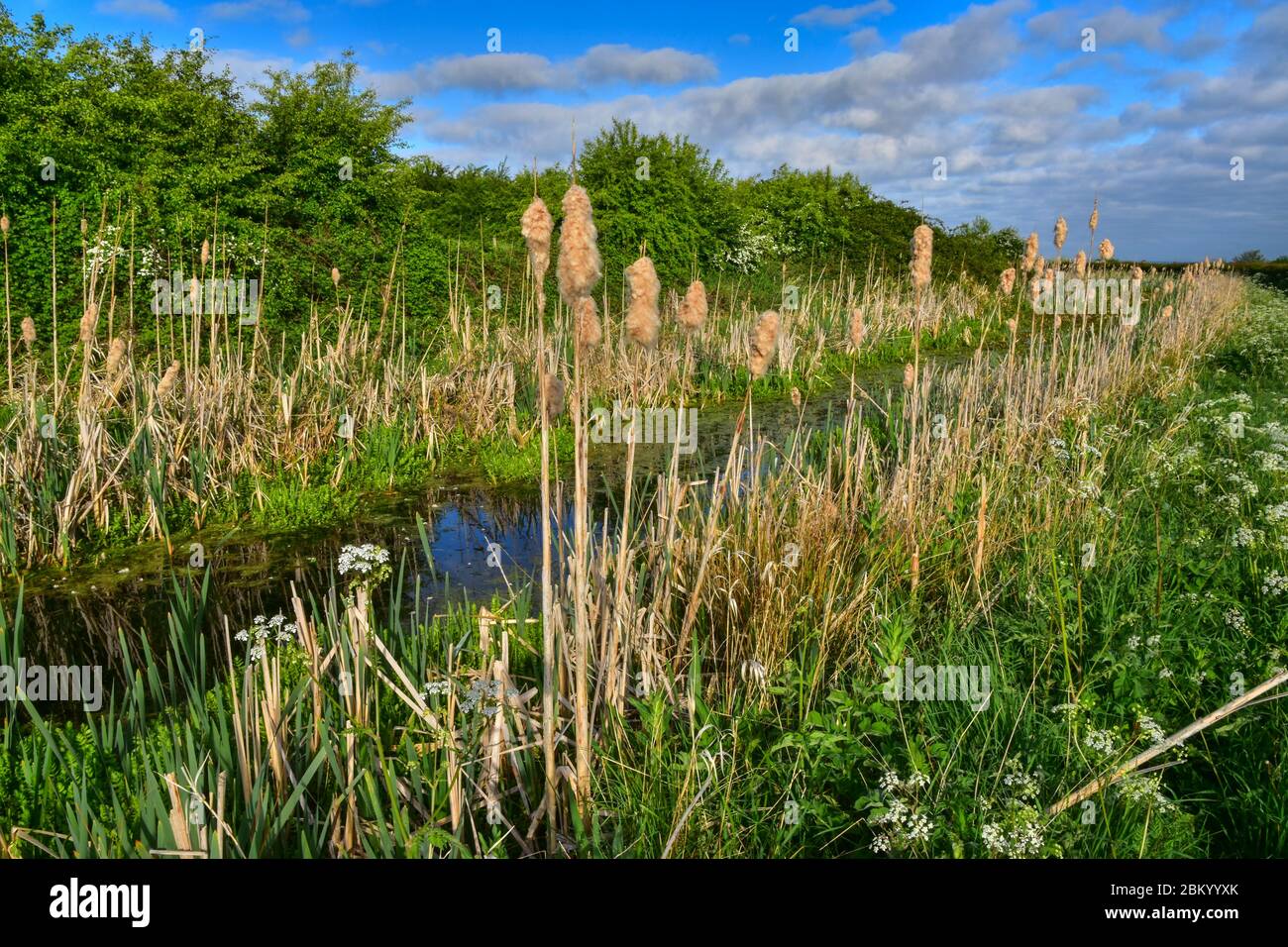 Grantham Canal, Vale of Belvoir Stock Photo