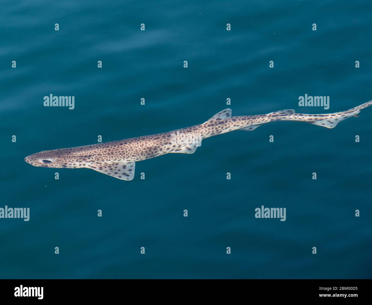 scyliorhinus canicula dogfish swimming free on sea surface with daylight Stock Photo